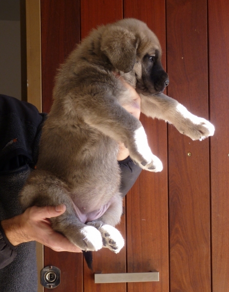 Cachorros Altos de Valdearazo
Vulcana I de Fuentemimbre X Cañonero de Fuentemimbre. 32 días.
Keywords: altos de valdearazo vulcana I caÃ±onero fuentemimbre