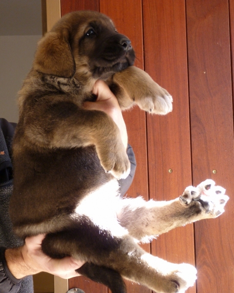 Cachorros de Altos de Valdearazo
Vulcana I de Fuentemimbre X Cañonero de Fuentemimbre. 32 días.
Keywords: altos de valdearazo vulcana I caÃ±onero fuentemimbre