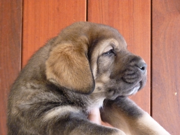 Cachorros Altos de Valdearazo
Vulcana I de Fuentemimbre X Cañonero de Fuentemimbre. 32 días.
Keywords: altos de valdearazo vulcana I caÃ±onero fuentemimbre