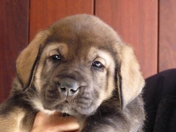 Cachorros de Altos de Valdearazo
Vulcana I de Fuentemimbre X Cañonero de Fuentemimbre. 32 días.
Keywords: altos de valdearazo vulcana I caÃ±onero fuentemimbre