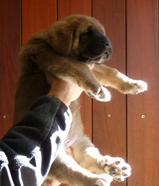 Cachorros de Altos de Valdearazo
Vulcana I de Fuentemimbre X Cañonero de Fuentemimbre. 32 días.
Keywords: altos de valdearazo