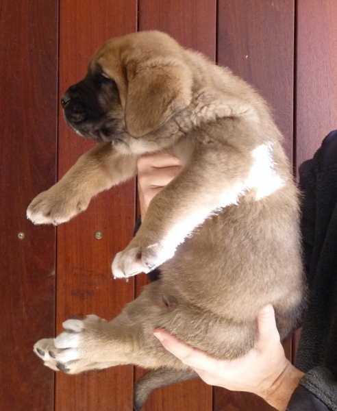 Cachorros de Altos de Valdearazo 
Vulcana I de Fuentemimbre X Cañonero de Fuentemimbre. 32 días.
Keywords: altos de valdearazo vulcana I caÃ±onero fuentemimbre