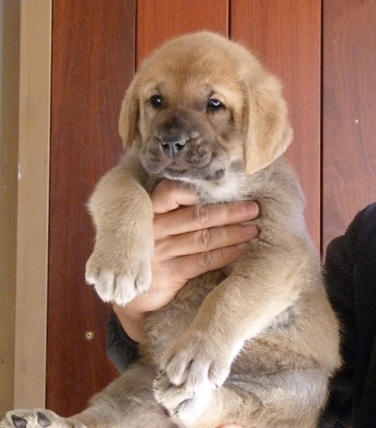 Cachorros de Altos de Valdearazo 
Vulcana I de Fuentemimbre X Cañonero de Fuentemimbre. 32 días.
Keywords: altos de valdearazo vulcana I caÃ±onero fuentemimbre