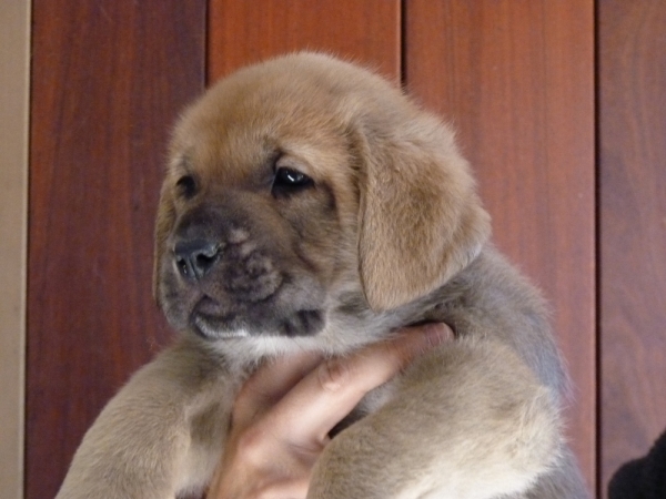 Cachorros de Altos de Valdearazo
Vulcana I de Fuentemimbre X Cañonero de Fuentemimbre. 32 días.
Keywords: altos de valdearazo vulcana I caÃ±onero fuentemimbre