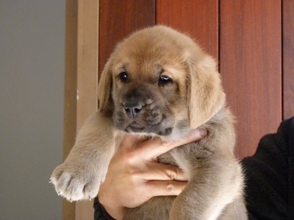 Cachorros Altos de Valdearazo
Vulcana I de Fuentemimbre X Cañonero de Fuentemimbre. 32 días.
Keywords: altos de valdearazo vulcana I caÃ±onero fuentemimbre