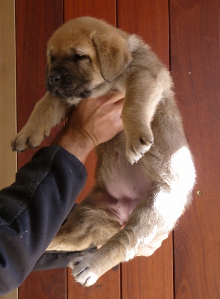 Cachorros Altos de Valdearazo
Vulcana I de Fuentemimbre X Cañonero de Fuentemimbre. 32 días.
Keywords: altos de valdearazo vulcana I caÃ±onero fuentemimbre