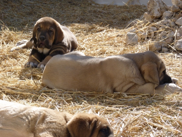 Cachorros de Altos de Valdearazo
www.altosdevaldearazo.com
Keywords: altos valdearazo vulcana I caÃ±onero fuentemimbre