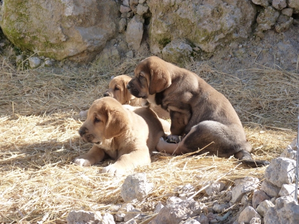 Cachorros Altos de Valdearazo
www.altosdevaldearazo.com
Keywords: altos valdearazo vulcana I caÃ±onero fuentemimbre