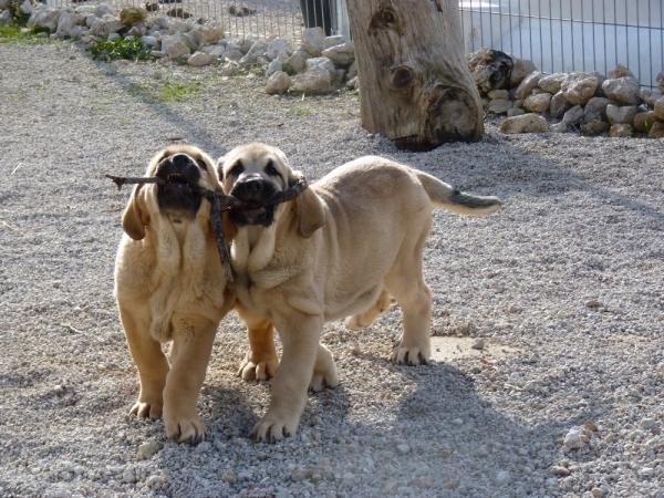 Cachorros Altos de Valdearazo
www.altosdevaldearazo.com
Keywords: altos valdearazo vulcana I caÃ±onero fuentemimbre