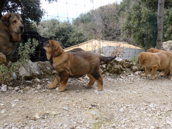 Cachorros Altos de Valdearazo
www.altosdevaldearazo.com
Mots-clés: altos de valdearazo vulcana I fuentemimbre caÃ±onero