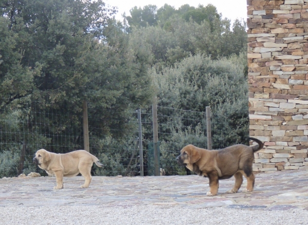 Cachorros Altos de Valdearazo
www.altosdevaldearazo.com
Keywords: altos valdearazo vulcana I caÃ±onero fuentemimbre