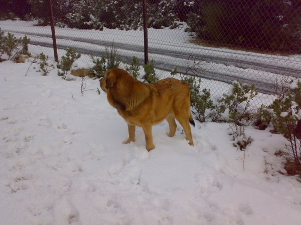 VULCANA I DE FUENTE MIMBRE - Noviembre 2.008 - 11 meses.
Keywords: snow nieve ALTOS DE VALDEARAZO