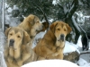 Filename=009.jpg
Filesize=148KiB
Dimensions=1024x768
Date added=%650 %05, %2010 009.jpg