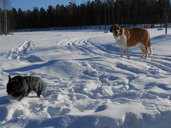 Faura 2013
Keywords: hannele snow nieve pet