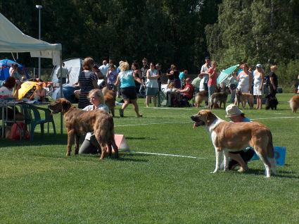 Clase cachorros ,  Mejor macho y hembra, Näyttely, Finland 2010
Mejor macho y hembra
Keywords: 2010