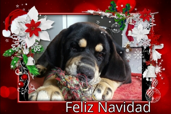 Bonachon mastin español club de Finlandia desea a todos una FELIZ NAVIDAD 2017
Bonachon mastin español club de Finlandia desea a todos una FELIZ NAVIDAD
Keywords: hannele