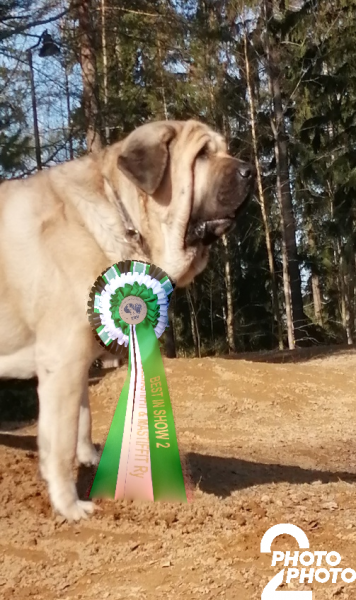 Mastiff special show 15. 8 Bobo was BOB and BIS 2
Keywords: hannele