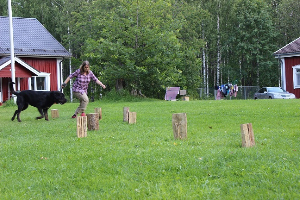 Agility con mastin espanol - Bonachon mastin espanol eventos 2014, Finland
Keywords: 2014