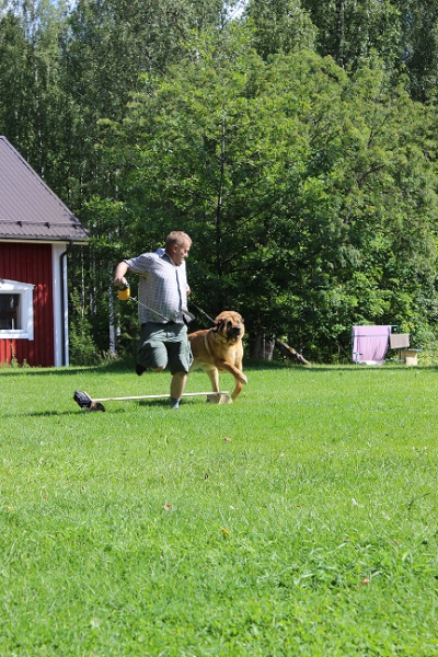 Agility con mastin espanol - Bonachon mastin espanol eventos 2014, Finland
Keywords: 2014