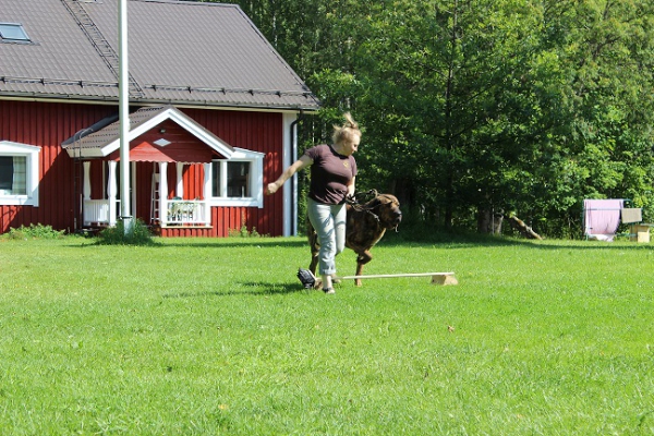 Agility con mastin espanol - Bonachon mastin espanol eventos 2014, Finland
Keywords: 2014