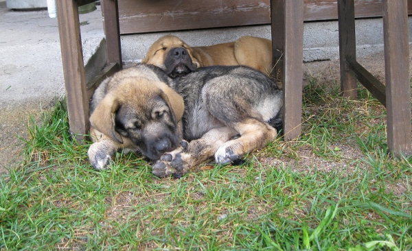 Cachorros - Bonachon mastin espanol eventos 2015
Keywords: 2015