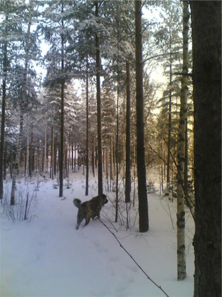 Brillo de Valdejera
Keywords: snow nieve hannele