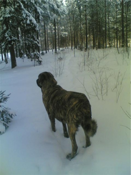 Brillo de Valdejera
Keywords: snow nieve hannele