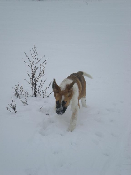 Fauruska
Keywords: snow nieve hannele