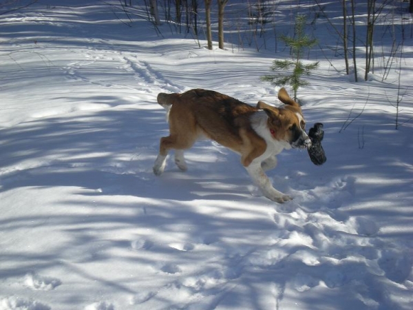 Fauruska
agarrar mi !
Keywords: snow nieve hannele