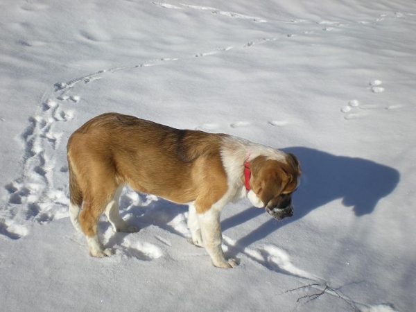 Fauruska
Dos mastin leones 
Keywords: snow nieve