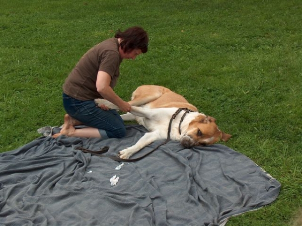 Me entreno un masaje para perros
Keywords: hannele