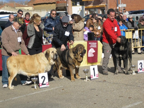 Mansilla de Las Mulas 11.11.2012
Keywords: 2012