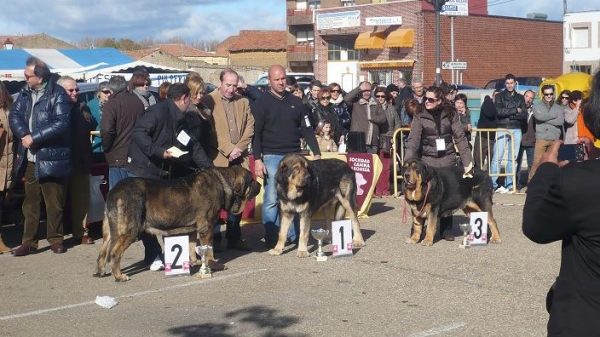 Mansilla de Las Mulas 11.11.2012
Keywords: 2012