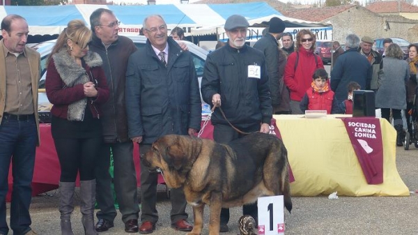 Mansilla de Las Mulas 11.11.2012
Keywords: 2012