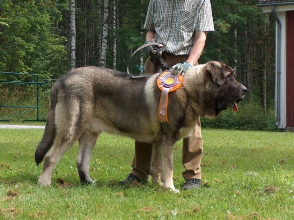 Segundo Bonachon mastin espanol de eventos Finlandia 2011
Quantum
Keywords: 2011