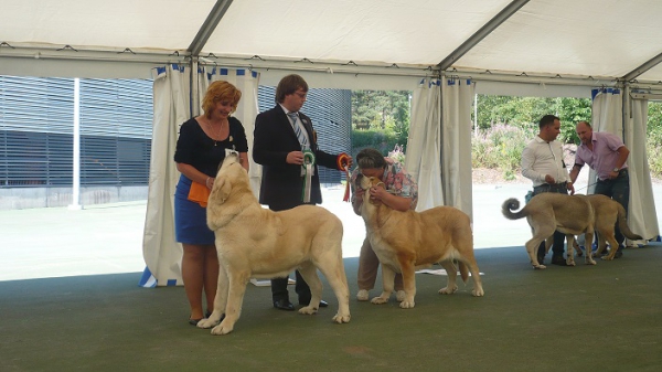 World Dogshow Winner Helsinki 2014
Keywords: 2014