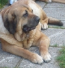 Filename=Anki3.jpg
Filesize=130KiB
Dimensions=498x519
Date added=%261 %05, %2014 Anki3.jpg