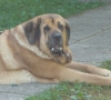 Filename=Anki4.jpg
Filesize=66KiB
Dimensions=375x341
Date added=%261 %05, %2014 Anki4.jpg