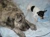 Filename=Brillo_y_Sania.jpg
Filesize=101KiB
Dimensions=768x576
Date added=%758 %05, %2009 Brillo_y_Sania.jpg