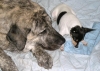 Filename=Brillo_y_Sania1.jpg
Filesize=76KiB
Dimensions=612x440
Date added=%758 %05, %2009 Brillo_y_Sania1.jpg