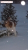 Filename=Feliz_Navidad.JPG
Filesize=40KiB
Dimensions=396x704
Date added=%392 %18, %2010 Feliz_Navidad.JPG