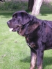 Filename=Karo18.JPG
Filesize=134KiB
Dimensions=576x768
Date added=%386 %27, %2012 Karo18.JPG