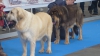 Filename=Valladolid102015.jpg
Filesize=111KiB
Dimensions=704x396
Date added=%464 %01, %2015 Valladolid102015.jpg