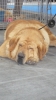 Valladolid362015.jpg