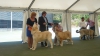 World_dogshow_winner_2014_Helsinki.jpg