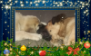 Filename=file20171209_194216.png
Filesize=1108KiB
Dimensions=1104x688
Date added=%785 %20, %2017 file20171209_194216.png
