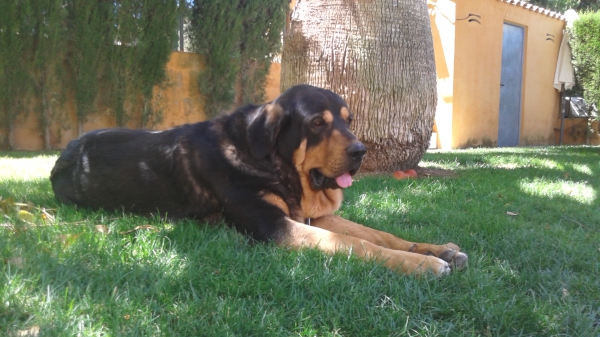 Caruso ( Cobo de La Majada de Los Robles ) 1
