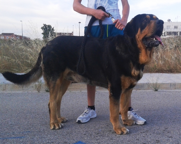 Caruso ( Cobo de La Majada de Los Robles )
