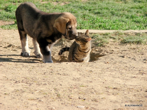 Astoria Rubine with cat Drapik :)
Keywords: Alkinianos pet