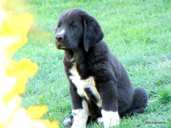 Alkinianos Ambra Kali 2 months old
Kľúčové slová: Alkinianos